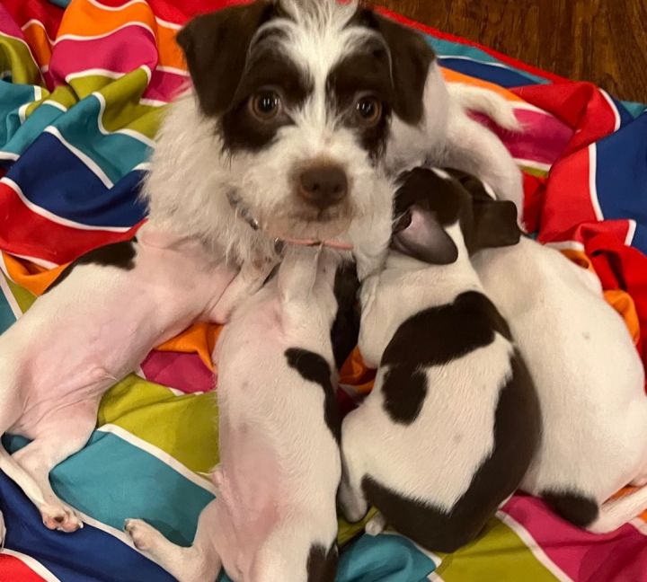 Dolce 12 lbs  (EVENT SATURDAY- PET SUPPLIES PLUS-1-3- 5348 Dixie Hwy Waterford, MI 48329, an adopted Schnauzer & Parson Russell Terrier Mix in White Lake, MI_image-1