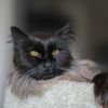 Smokey Joe