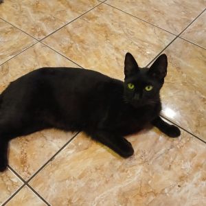 Toni Domestic Short Hair Cat