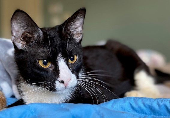 Gilligan, an adoptable Domestic Short Hair in Shawnee, KS, 66226 | Photo Image 1