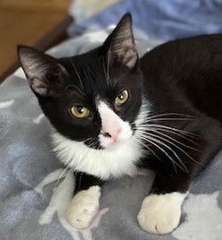 Gilligan, an adoptable Domestic Short Hair in Shawnee, KS, 66226 | Photo Image 1