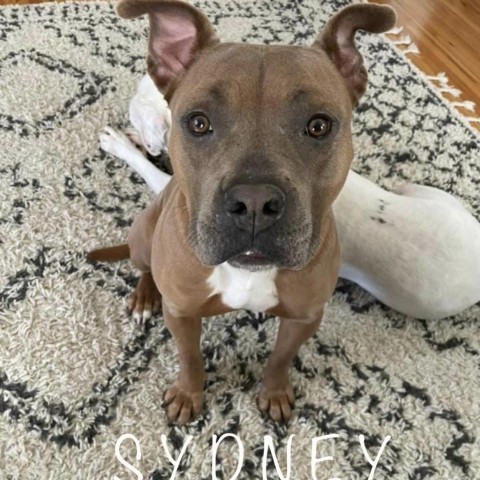 Sydney, an adoptable Pit Bull Terrier in Wadena, MN_image-1