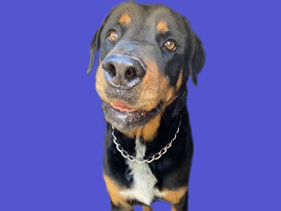 TANK*, an adoptable Rottweiler in Tucson, AZ_image-1