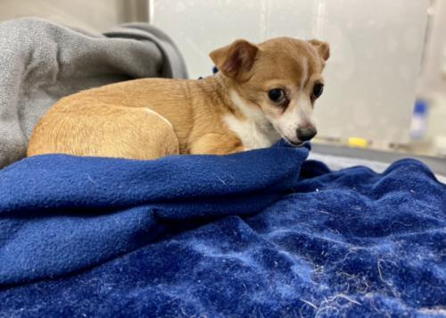 MINNIE, an adoptable Chihuahua in Austin, TX_image-1
