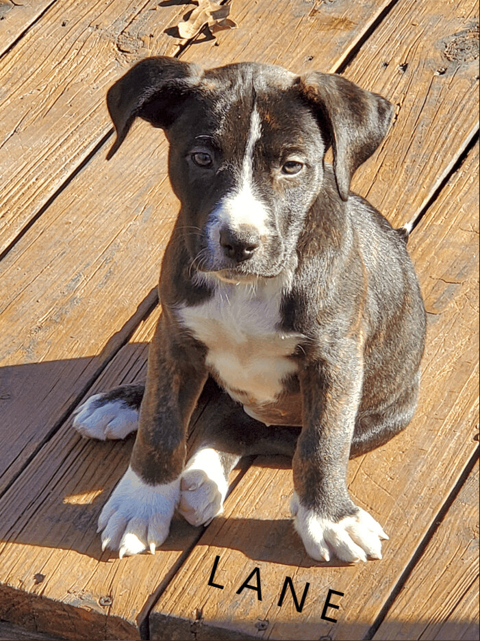 Lane, an adoptable Pit Bull Terrier Mix in Salt Lake City, UT_image-1