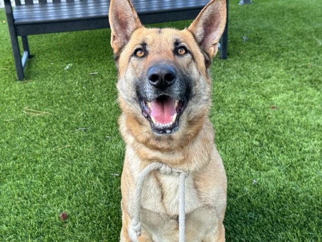 DOUG, an adoptable German Shepherd Dog in Downey, CA_image-1