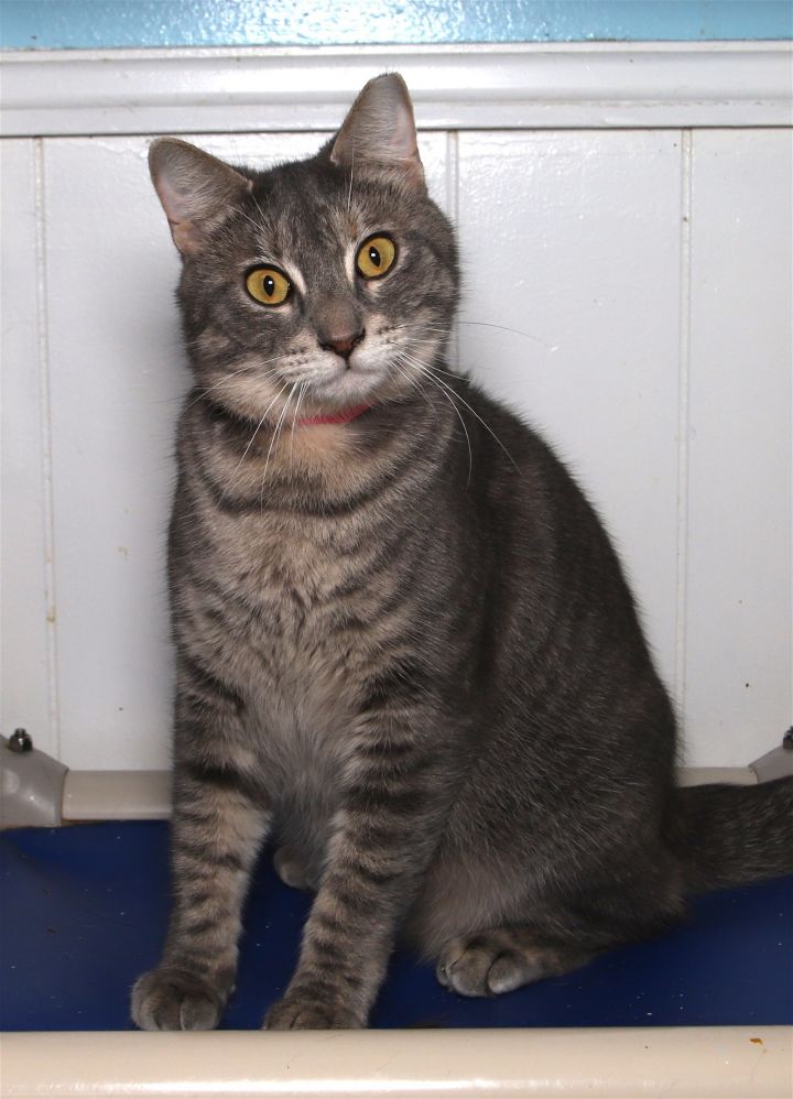 Andrea, an adoptable American Shorthair in Oakland Park, FL_image-2