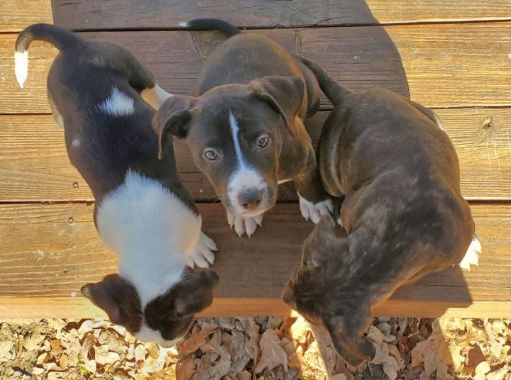 Lane, an adoptable Pit Bull Terrier Mix in Mount Vernon, WA_image-3