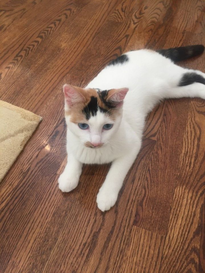 Callie 2