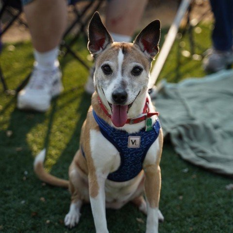 Sadie Potadie, an adoptable Terrier in Dallas, TX_image-1
