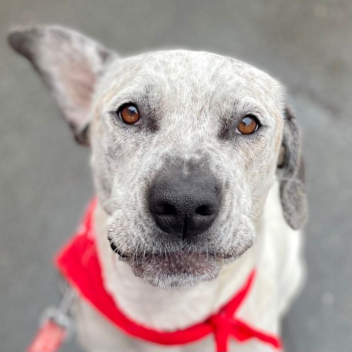 Daisy2, an adoptable Catahoula Leopard Dog & Terrier Mix in Bloomfield, CT_image-3