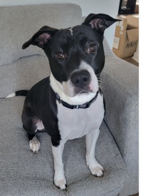 Nates very easy going and friendly He is young so he will need play time and to be able to
