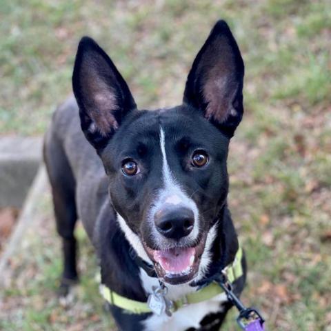 Reilly, an adoptable Smooth Collie Mix in Falls Church, VA_image-3