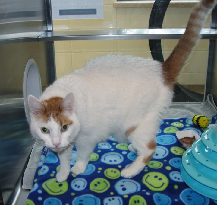 Caspur, an adoptable Domestic Short Hair Mix in Plover, WI_image-2