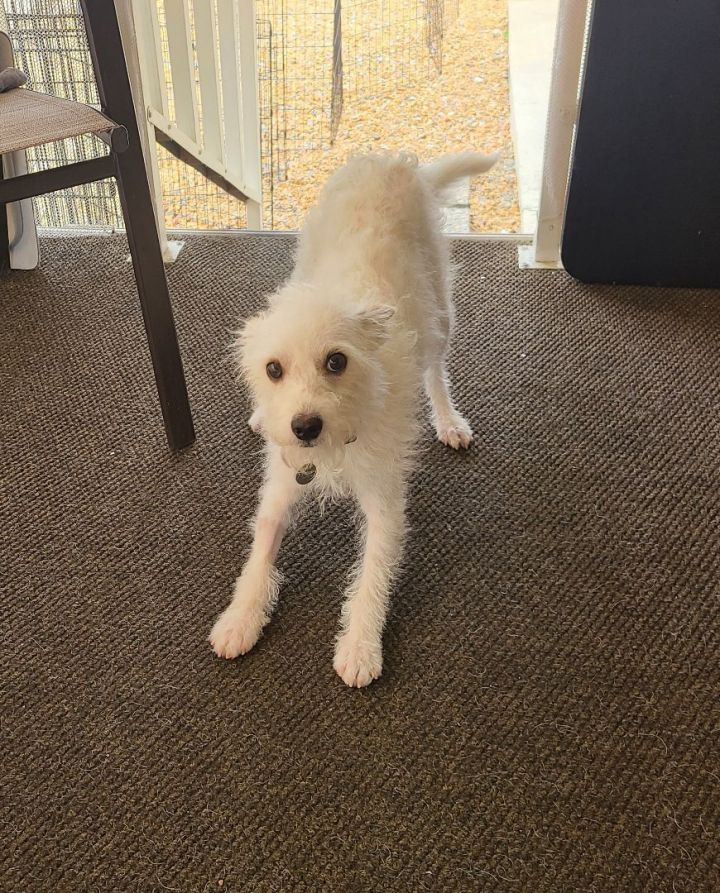 Toby 5