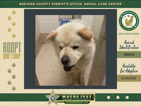 Stray/Found Animals : Brevard County Sheriff's Office
