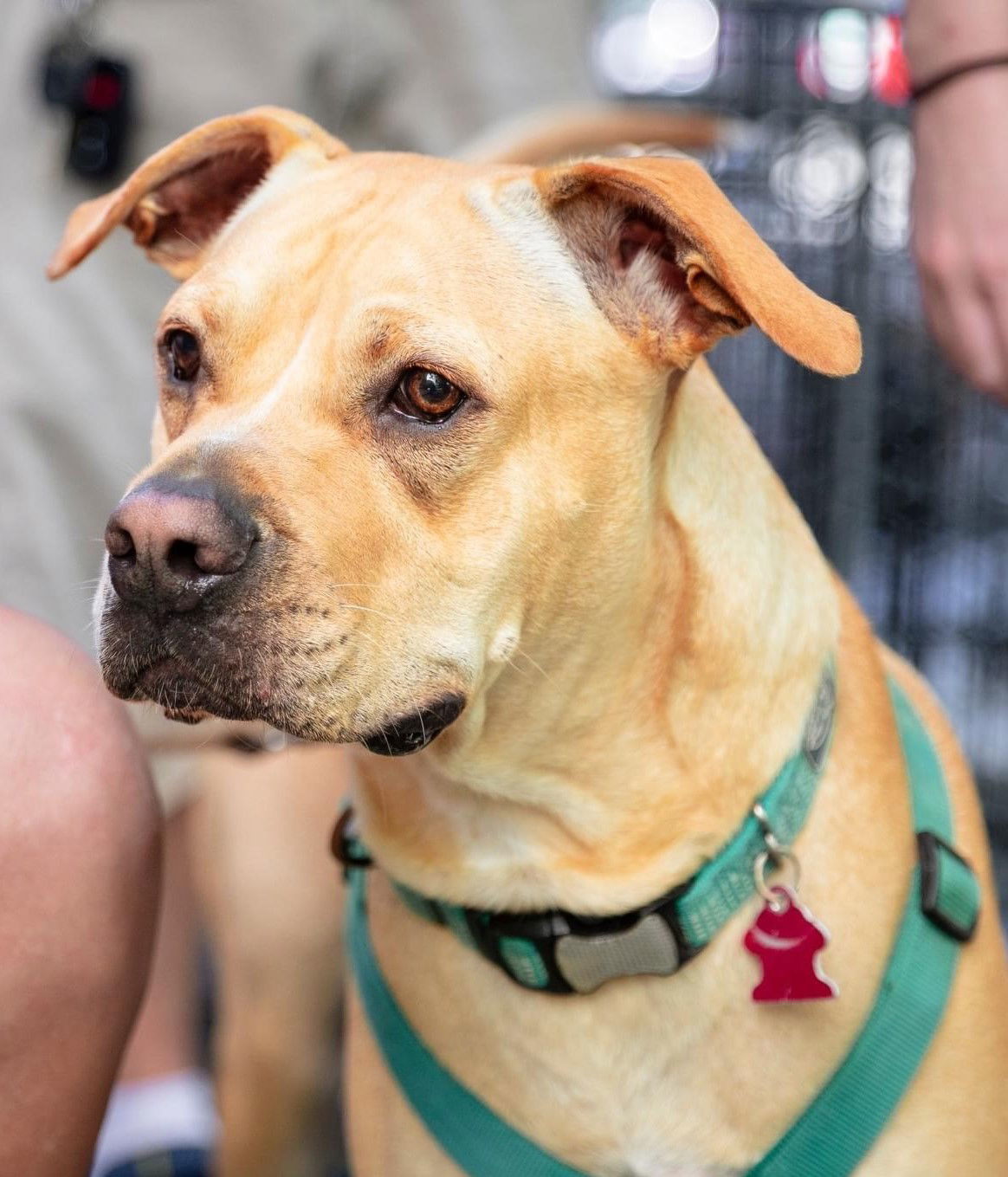 Charles Rocky, an adoptable Labrador Retriever, Shar-Pei in Garner, NC, 27529 | Photo Image 1