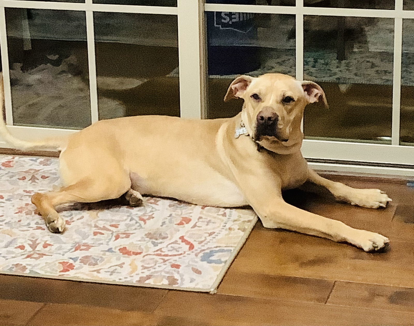 Charles Rocky, an adoptable Labrador Retriever, Shar-Pei in Garner, NC, 27529 | Photo Image 2