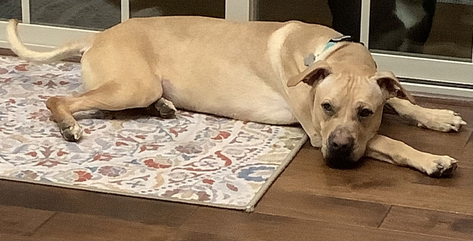 Charles Rocky, an adoptable Labrador Retriever, Shar-Pei in Garner, NC, 27529 | Photo Image 3