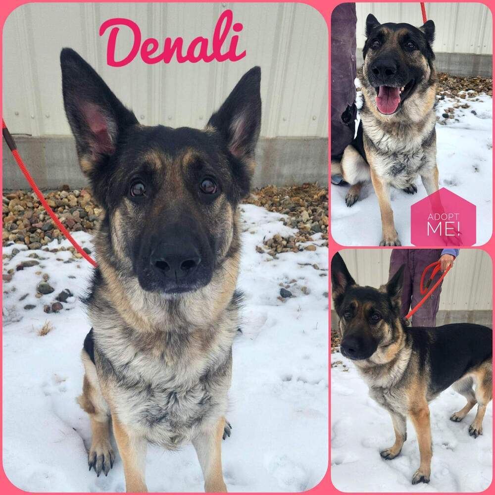 AC Denali, an adoptable German Shepherd Dog in Fremont, NE, 68025 | Photo Image 3