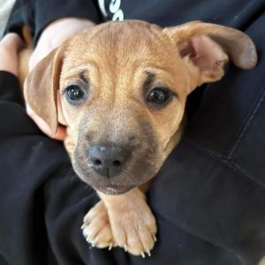 Dogs for Adoption Near Fredericksburg, VA | Petfinder