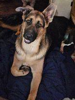 Schaefer, an adoptable German Shepherd Dog in Roy, WA, 98580 | Photo Image 2