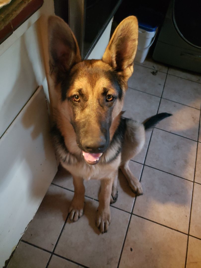 Schaefer, an adoptable German Shepherd Dog in Roy, WA, 98580 | Photo Image 3