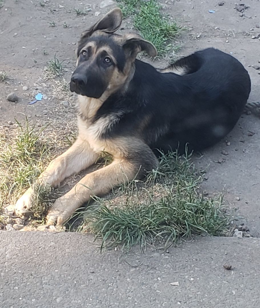 Schaefer, an adoptable German Shepherd Dog in Roy, WA, 98580 | Photo Image 5