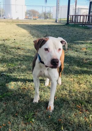 Dogs for Adoption Near Bellingham, WA | Petfinder