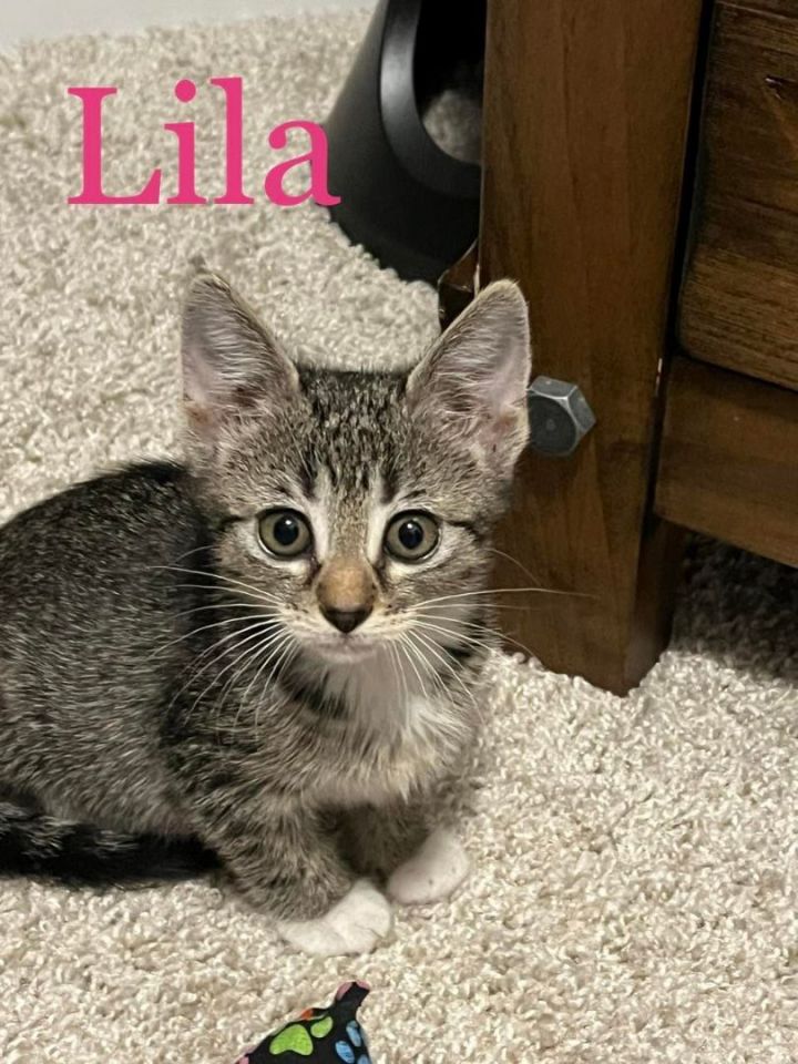 Lila 1