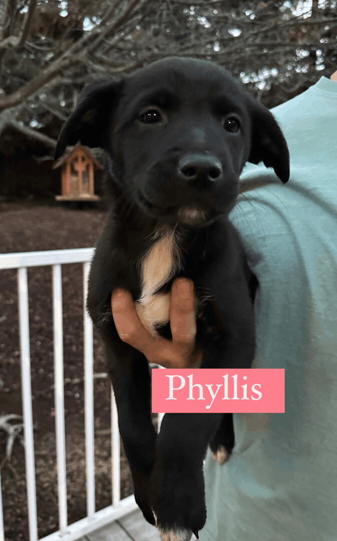 Phyllis 1