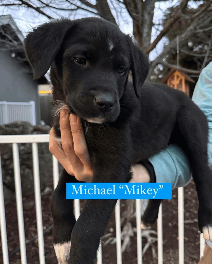 Michael "Mikey", an adopted German Shepherd Dog Mix in Rocklin , CA_image-1