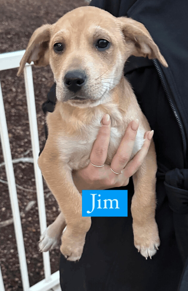 Jim, an adopted German Shepherd Dog Mix in Rocklin , CA_image-1
