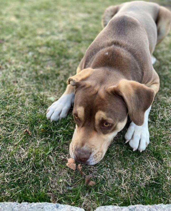 Callie, an adoptable Labrador Retriever Mix in Pasco, WA_image-1