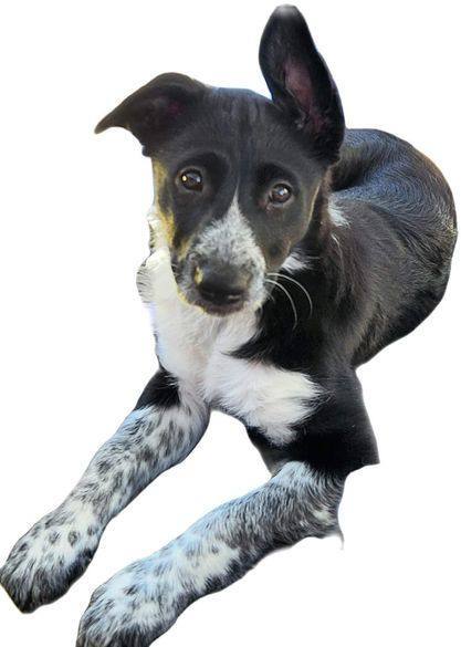 Dasher 1