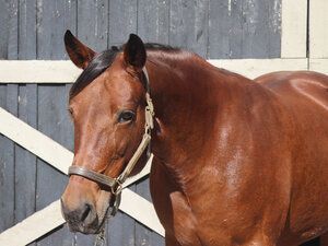 Pembroke Lady, an adoptable Standardbred in Nicholasville, KY_image-1