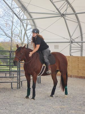 Pembroke Lady, an adoptable Standardbred in Nicholasville, KY_image-5