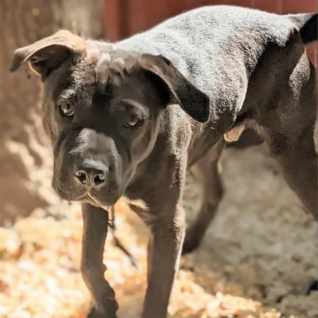 Alfie, an adoptable Mixed Breed in Flintstone, MD, 21530 | Photo Image 1