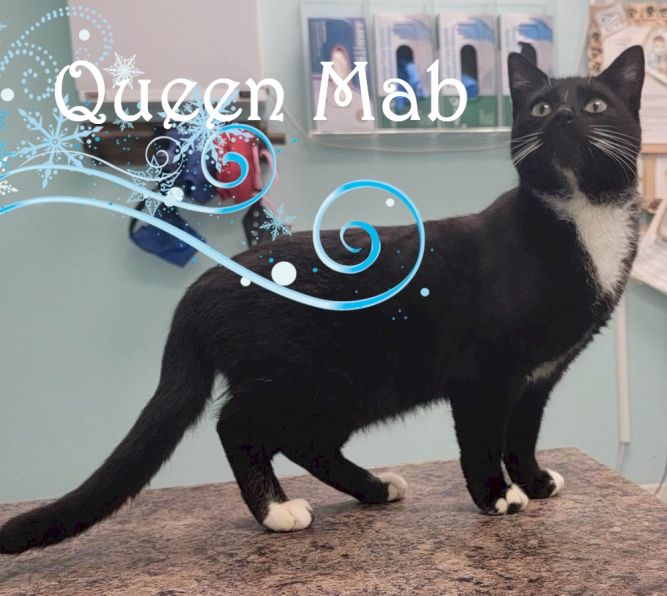 Queen Mab