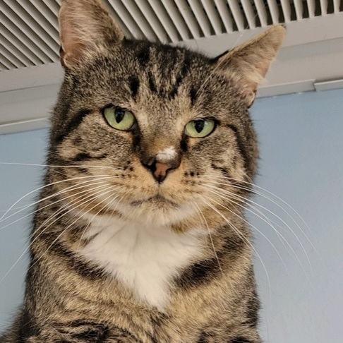 Fillet - needs cat savvy home  4