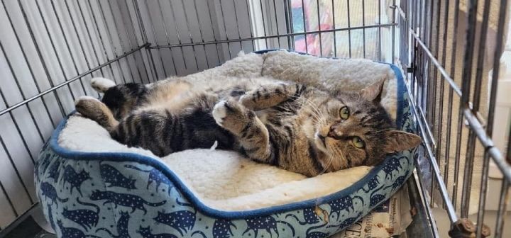 Fillet - needs cat savvy home  5