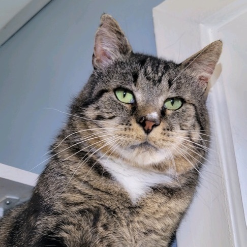 Fillet - needs cat savvy home  6
