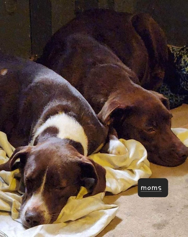 Iris, an adopted Labrador Retriever Mix in abingdon, MD_image-2