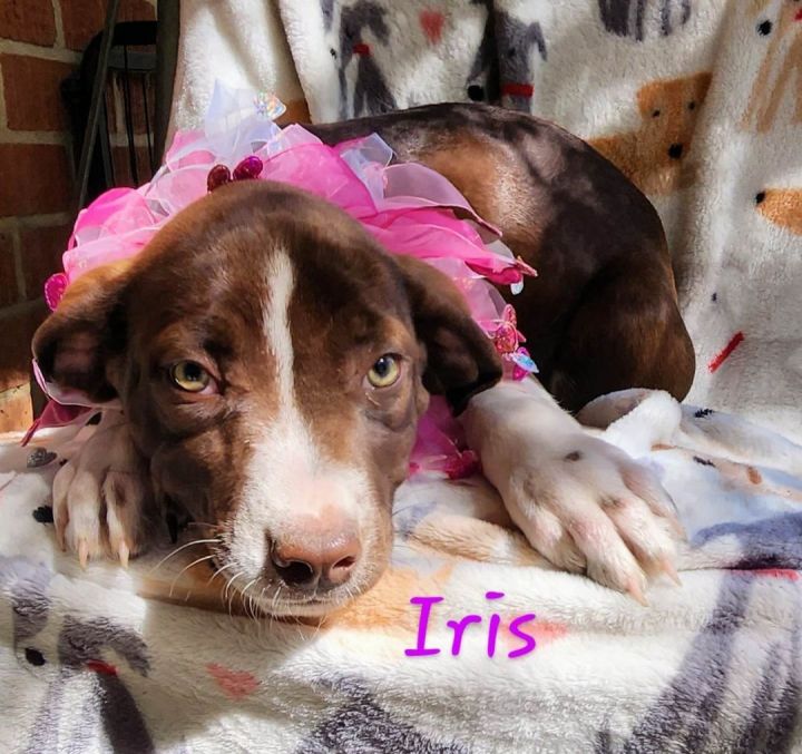 Iris, an adopted Labrador Retriever Mix in Horseheads, NY_image-1