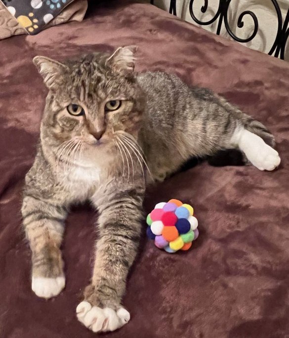 Theodore Roosevelt, an adopted Tabby & Domestic Short Hair Mix in Chandler, AZ_image-1
