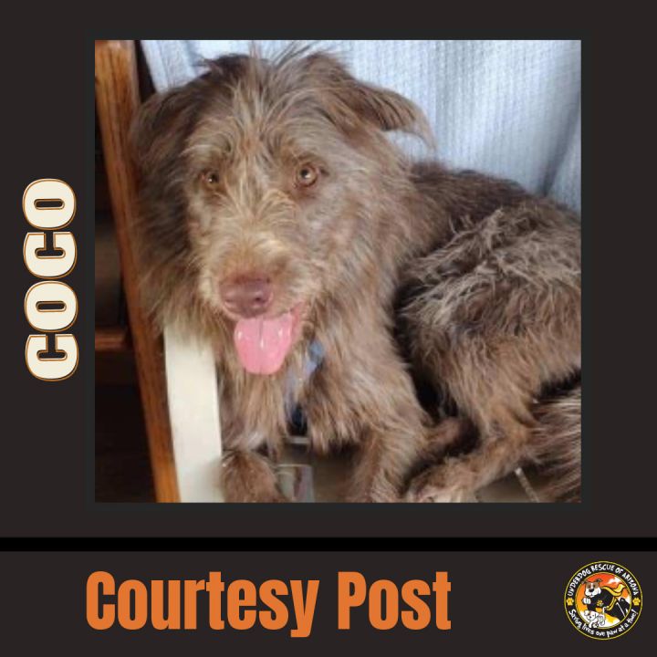 COCO #4, an adoptable Irish Wolfhound Mix in Chandler, AZ_image-1