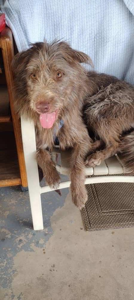 COCO #4, an adoptable Irish Wolfhound Mix in Chandler, AZ_image-3