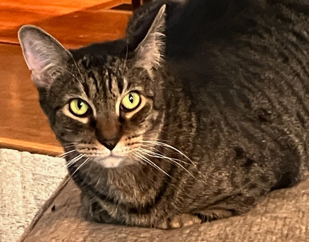 Nala, an adoptable Domestic Short Hair in Palmer, AK, 99645 | Photo Image 1