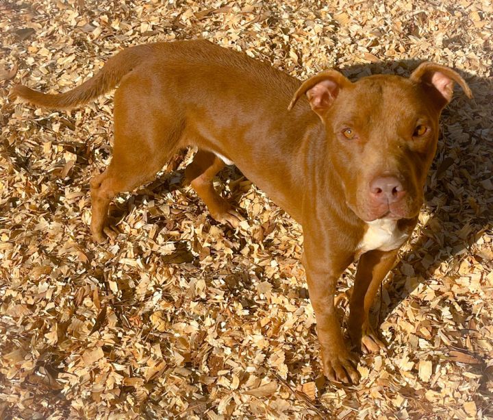 Ike, an adoptable Labrador Retriever Mix in Troy, AL_image-1