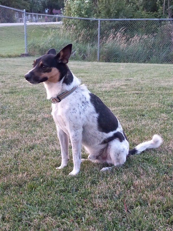 Fox terrier best sale heeler mix